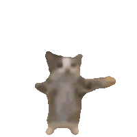 Gato fofo dançando