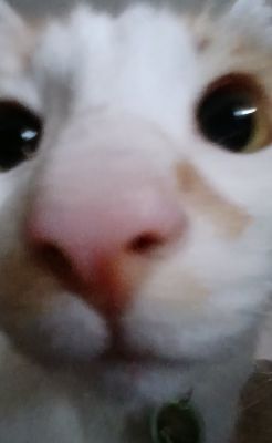 Meu gato 1