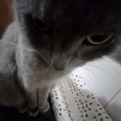 Meu gato 2