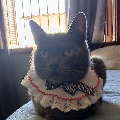 Meu gato 3