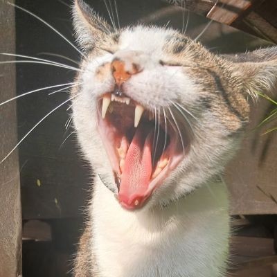 Meu gato 4