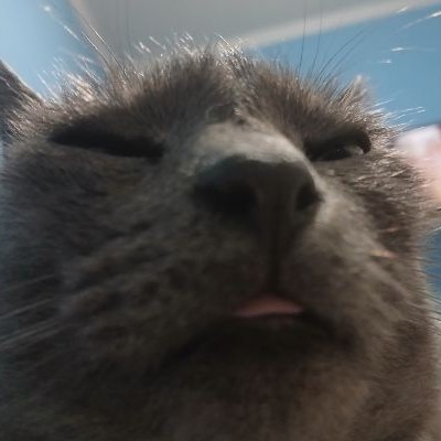 Meu gato 5