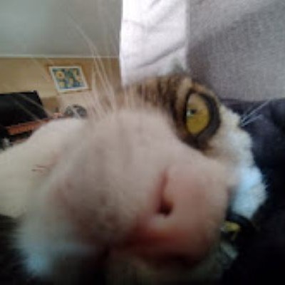Meu gato 6